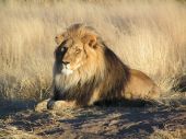 Namibian lion